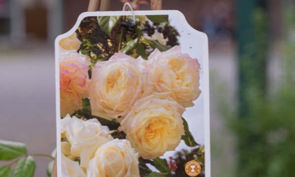 Pflanzung weißer Rosen im Schulgarten